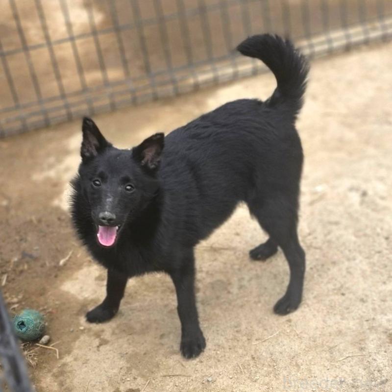 成約済の茨城県のスキッパーキ-396235の6枚目