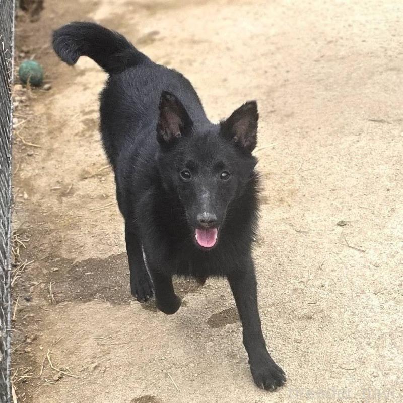 販売中の茨城県のスキッパーキ-396235