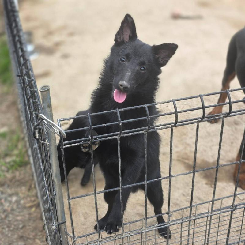 成約済の茨城県のスキッパーキ-396235の4枚目