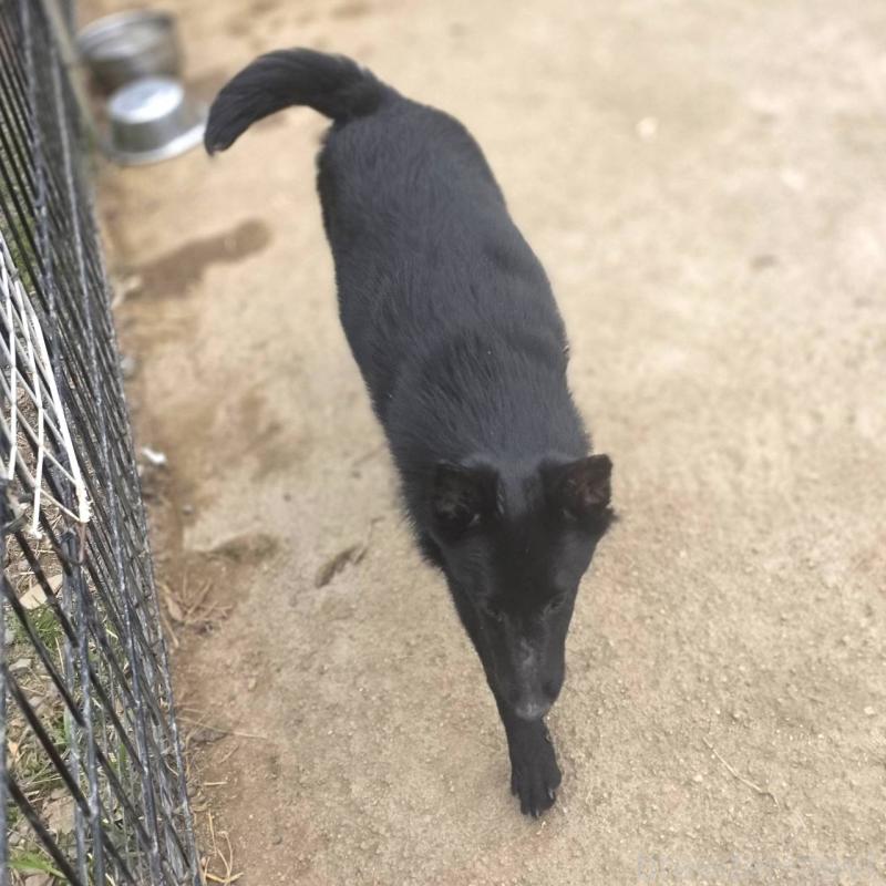 成約済の茨城県のスキッパーキ-396235の3枚目