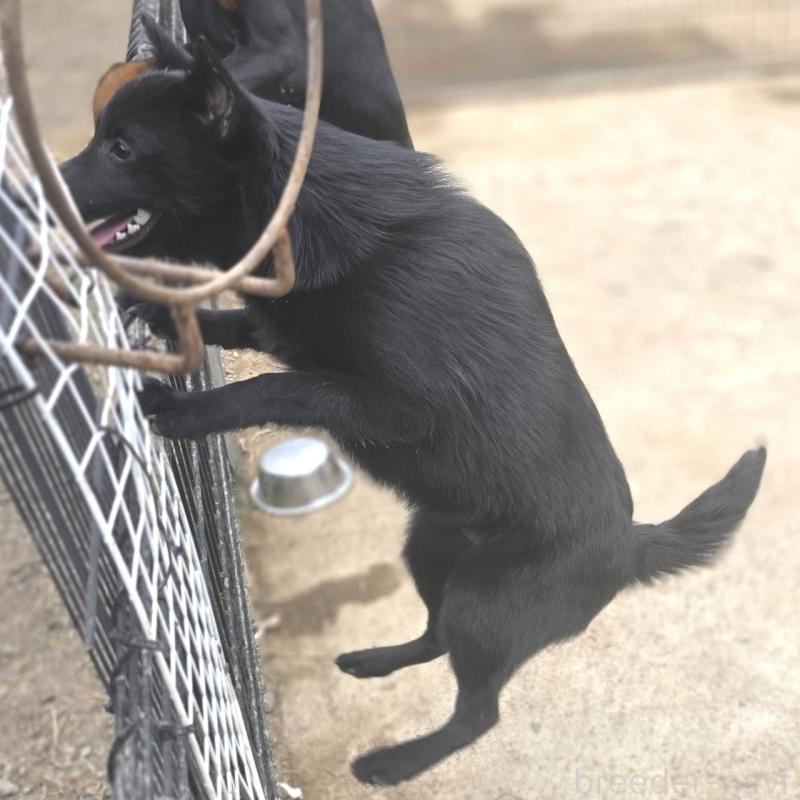 成約済の茨城県のスキッパーキ-396235の2枚目