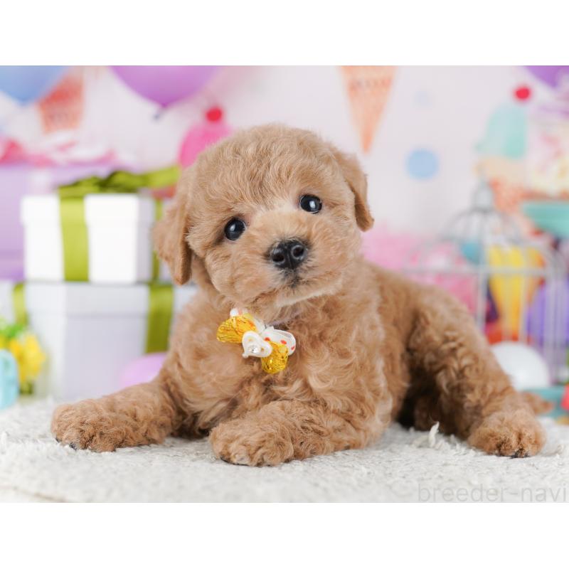 販売中の東京都のトイプードル-428227