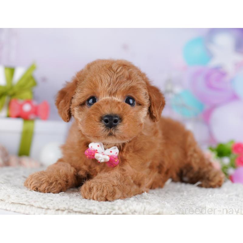 販売中の東京都のトイプードル-428228