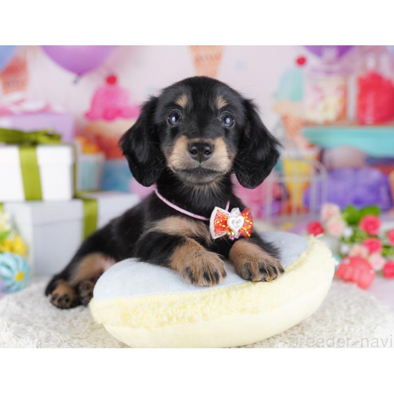 販売中の東京都のミニチュアダックスフンド(ロングヘアード)-428229