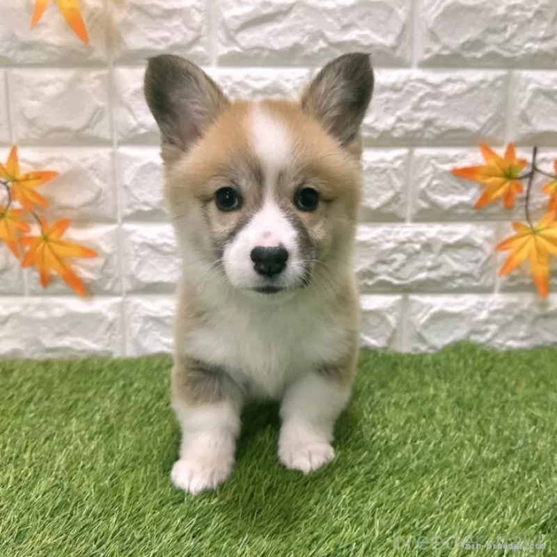 販売中の愛知県のウェルシュコーギーペンブローク-423506