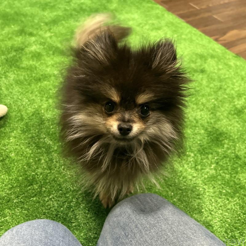 販売中の栃木県のポメラニアン-415750の13枚目