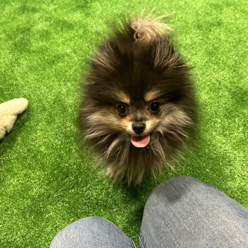 販売中の栃木県のポメラニアン-415750の12枚目