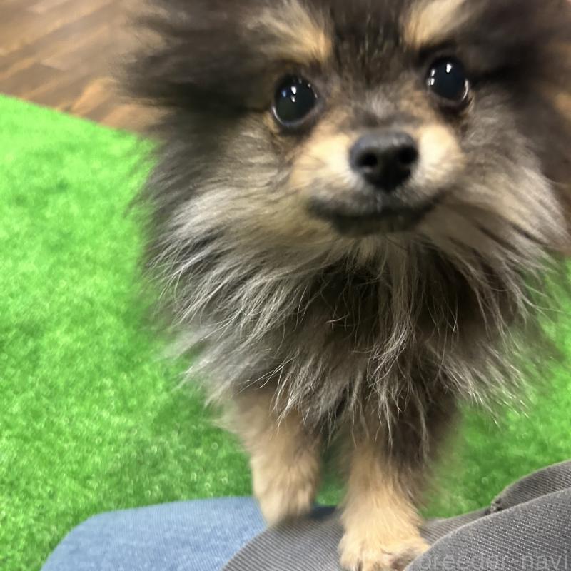 販売中の栃木県のポメラニアン-415750の11枚目