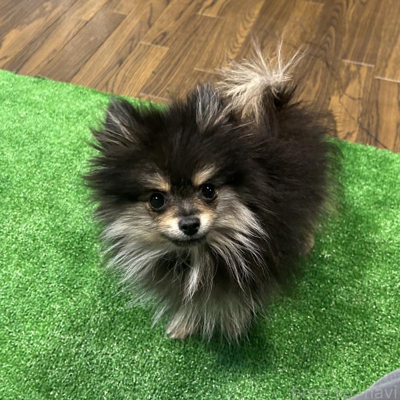 販売中の栃木県のポメラニアン-415750の10枚目