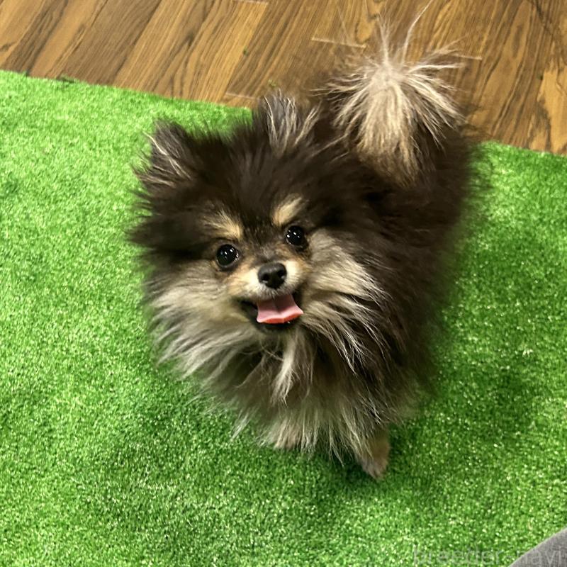 販売中の栃木県のポメラニアン-415750の9枚目