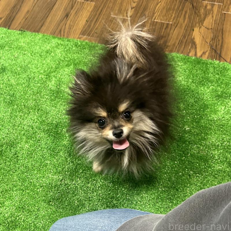 販売中の栃木県のポメラニアン-415750の8枚目