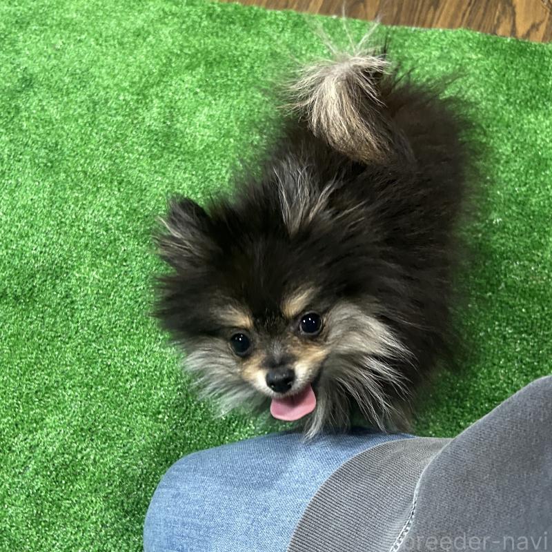 販売中の栃木県のポメラニアン-415750の7枚目