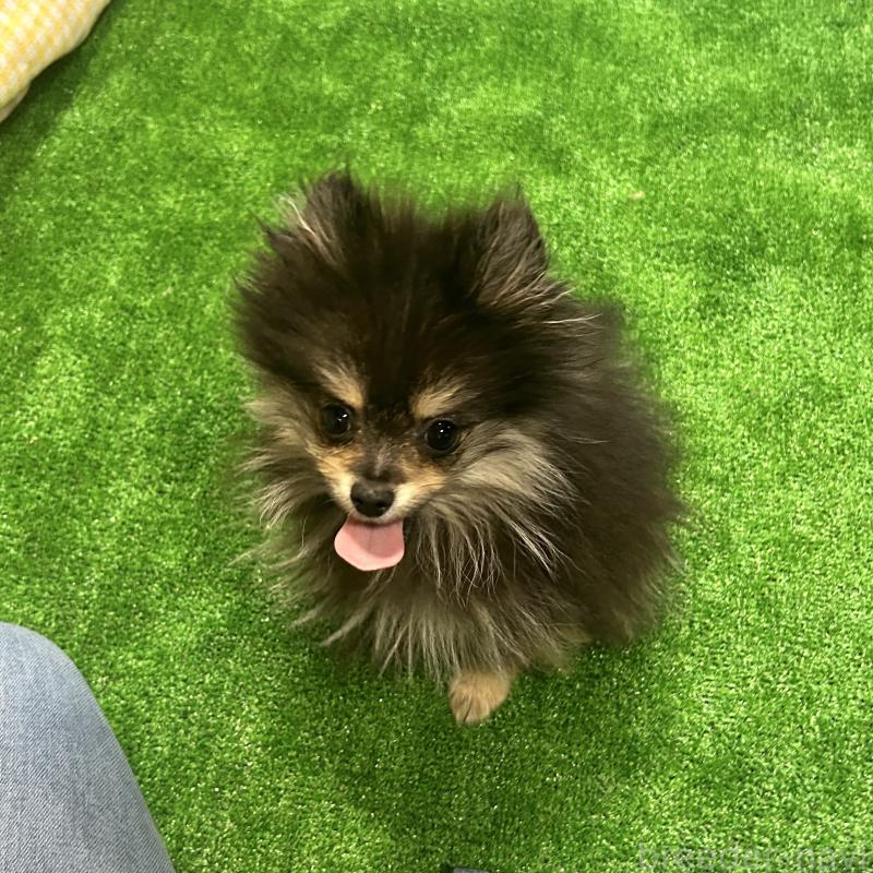 販売中の栃木県のポメラニアン-415750の6枚目