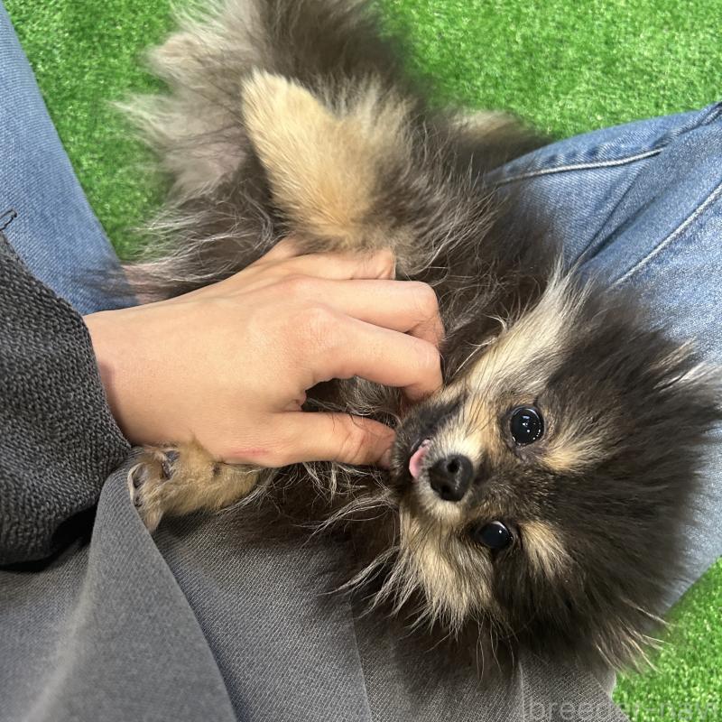 販売中の栃木県のポメラニアン-415750の5枚目