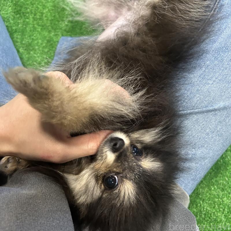 販売中の栃木県のポメラニアン-415750の4枚目