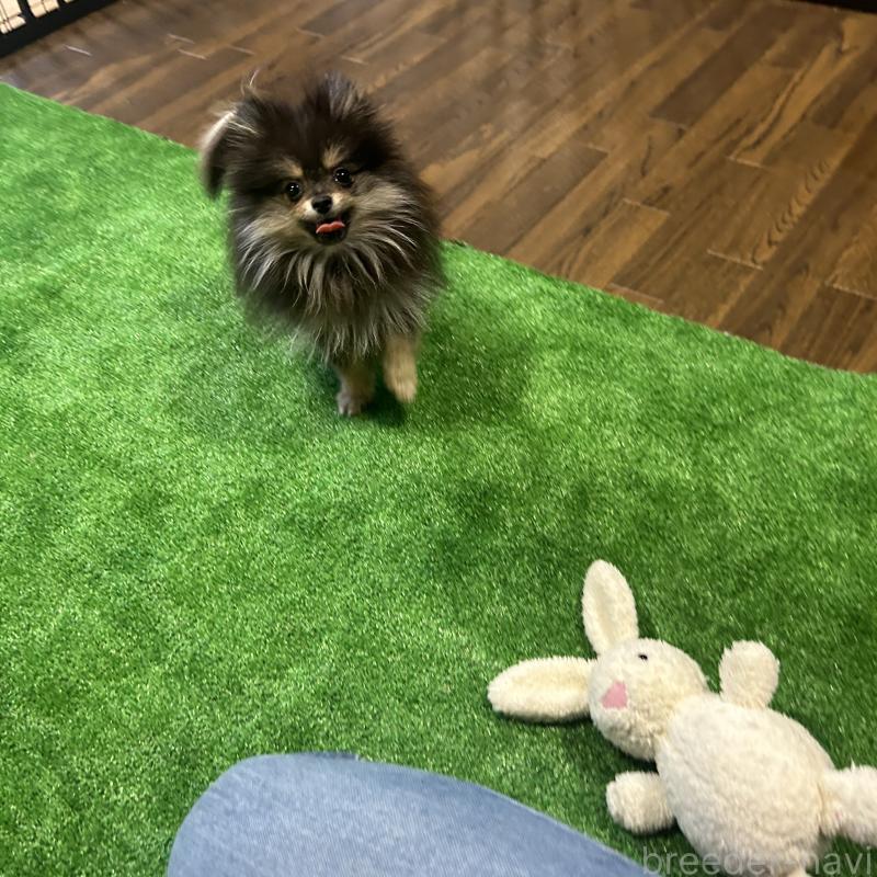 販売中の栃木県のポメラニアン-415750の3枚目