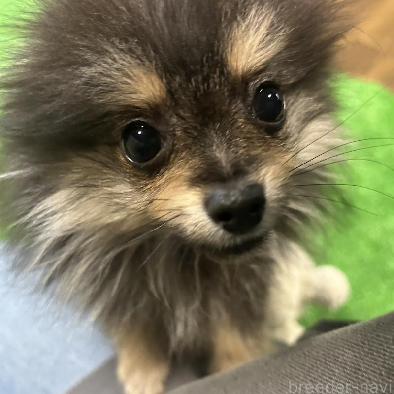 販売中の栃木県のポメラニアン-415750の2枚目