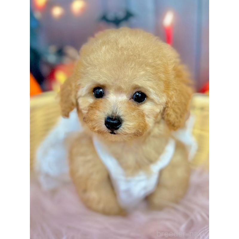 販売中の埼玉県のティーカッププードル-428230の3枚目