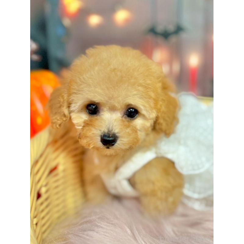 販売中の埼玉県のティーカッププードル-428230の2枚目