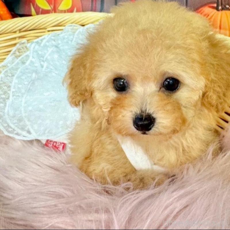 販売中の埼玉県のティーカッププードル-428230