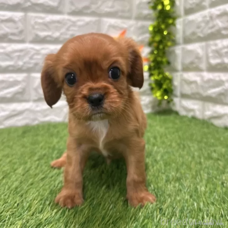 販売中の愛知県のキャバリアキングチャールズスパニエル-427094