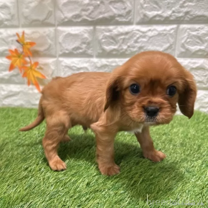 商談中の愛知県のキャバリアキングチャールズスパニエル-427094の5枚目