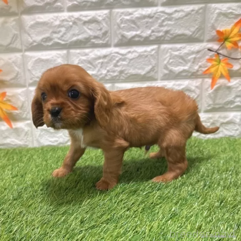 商談中の愛知県のキャバリアキングチャールズスパニエル-427094の4枚目