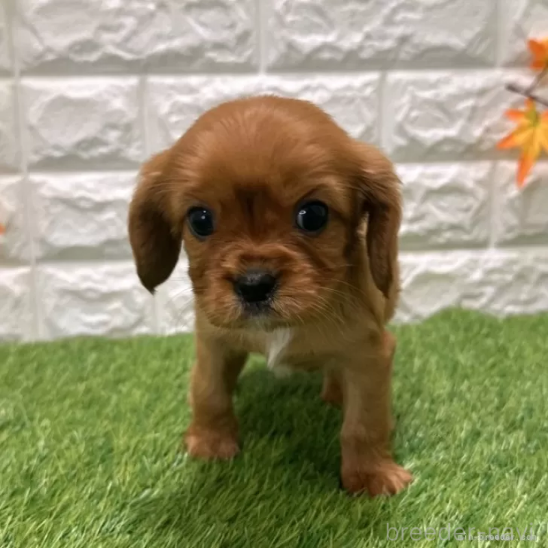 商談中の愛知県のキャバリアキングチャールズスパニエル-427094の3枚目