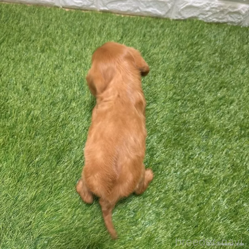 商談中の愛知県のキャバリアキングチャールズスパニエル-427094の2枚目