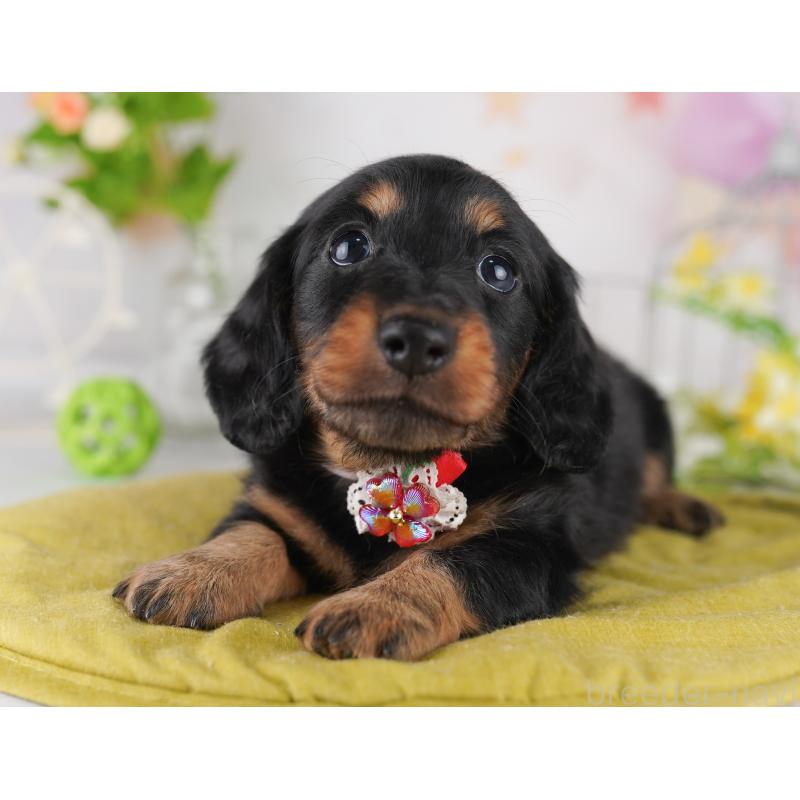 販売中の東京都のミニチュアダックスフンド(ロングヘアード)-428232