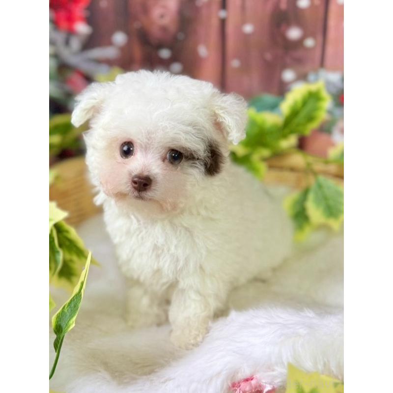 販売中の埼玉県のティーカッププードル-428231の3枚目