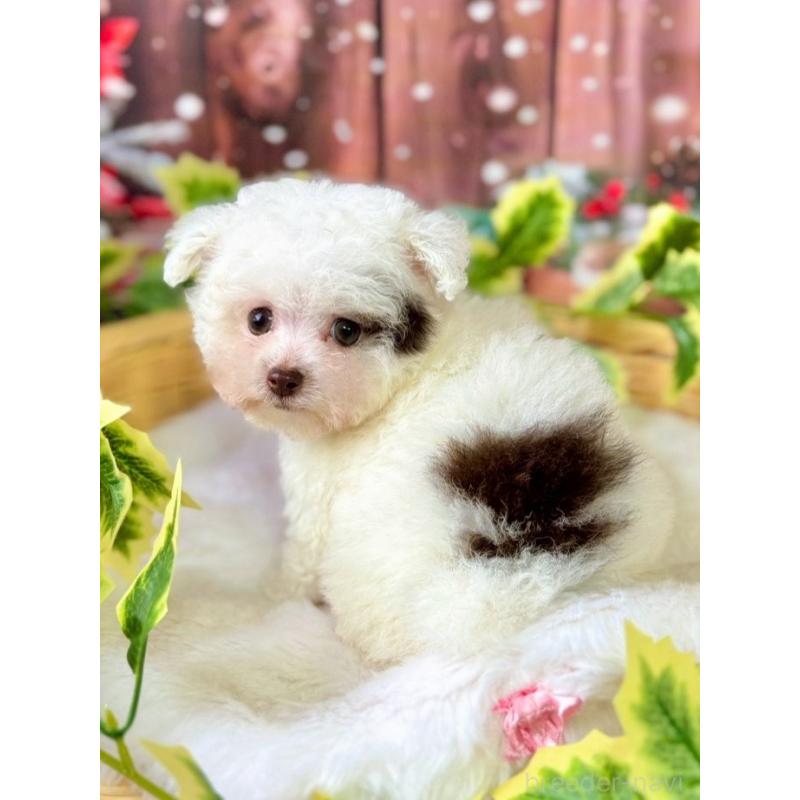 販売中の埼玉県のティーカッププードル-428231の2枚目