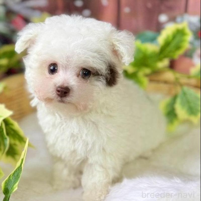 販売中の埼玉県のティーカッププードル-428231の1枚目