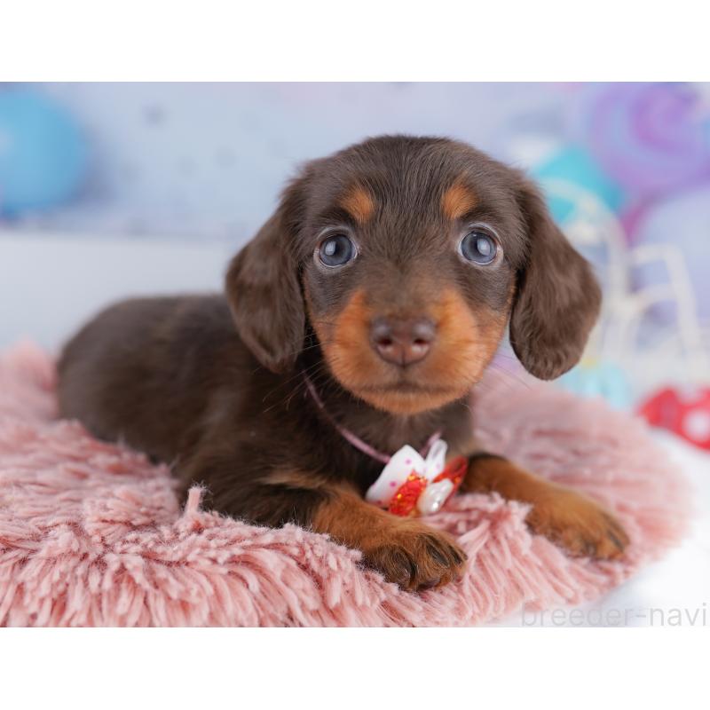 販売中の東京都のカニンヘンダックスフンド(ロングヘアード)-428233の1枚目