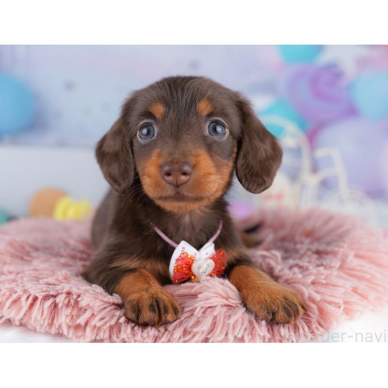 販売中の東京都のカニンヘンダックスフンド(ロングヘアード)-428233の8枚目