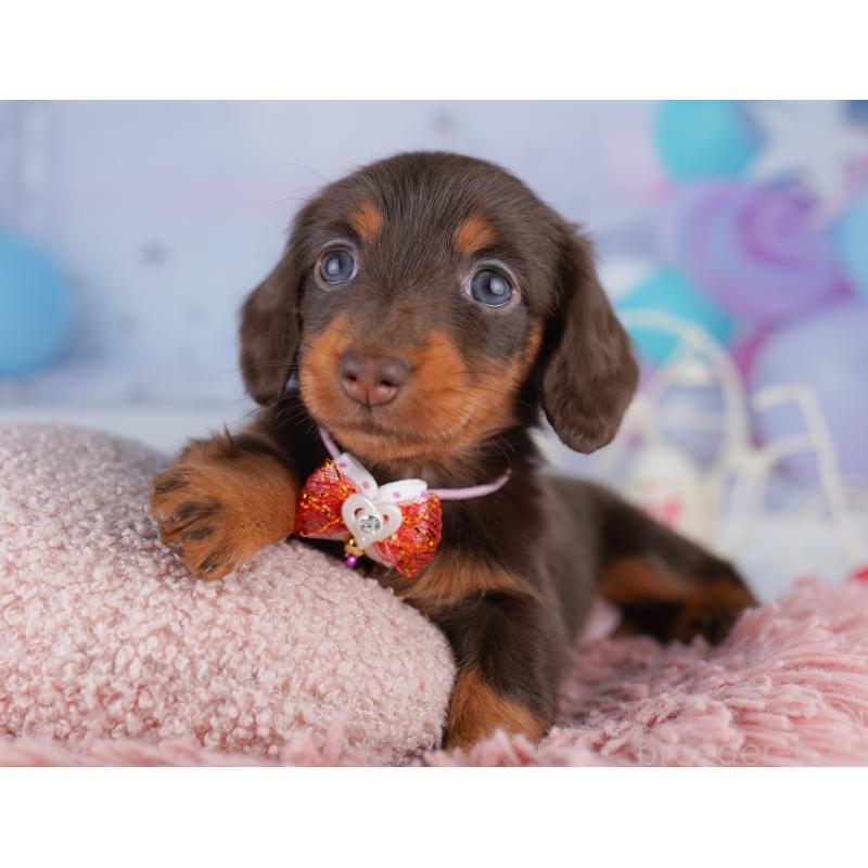 販売中の東京都のカニンヘンダックスフンド(ロングヘアード)-428233の7枚目