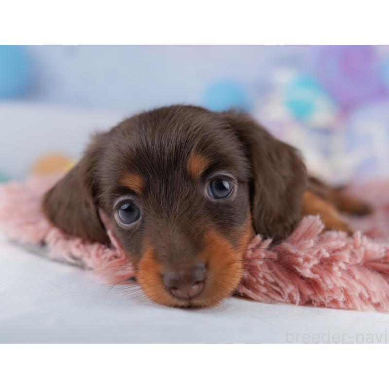 販売中の東京都のカニンヘンダックスフンド(ロングヘアード)-428233の6枚目