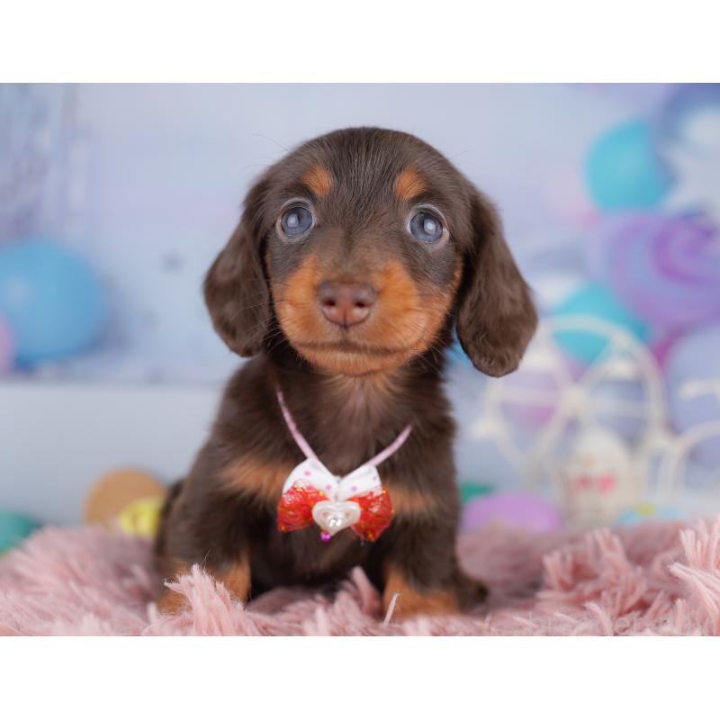 販売中の東京都のカニンヘンダックスフンド(ロングヘアード)-428233の5枚目