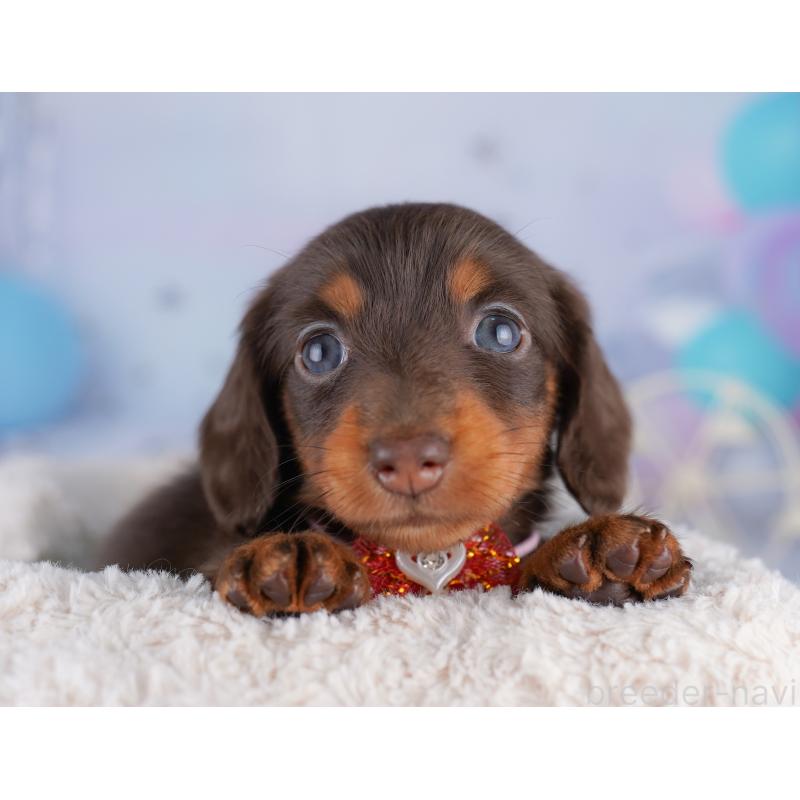 販売中の東京都のカニンヘンダックスフンド(ロングヘアード)-428233の4枚目