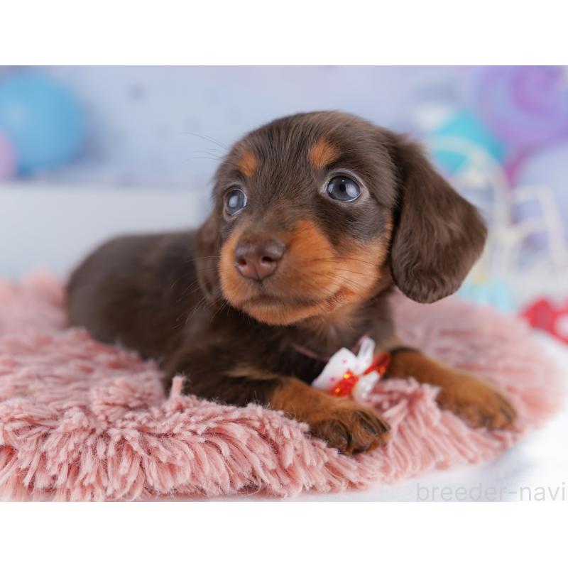 販売中の東京都のカニンヘンダックスフンド(ロングヘアード)-428233の3枚目