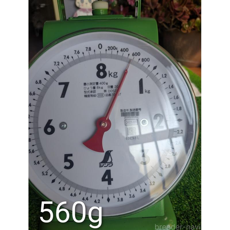 販売中の鹿児島県の豆柴-428236の7枚目