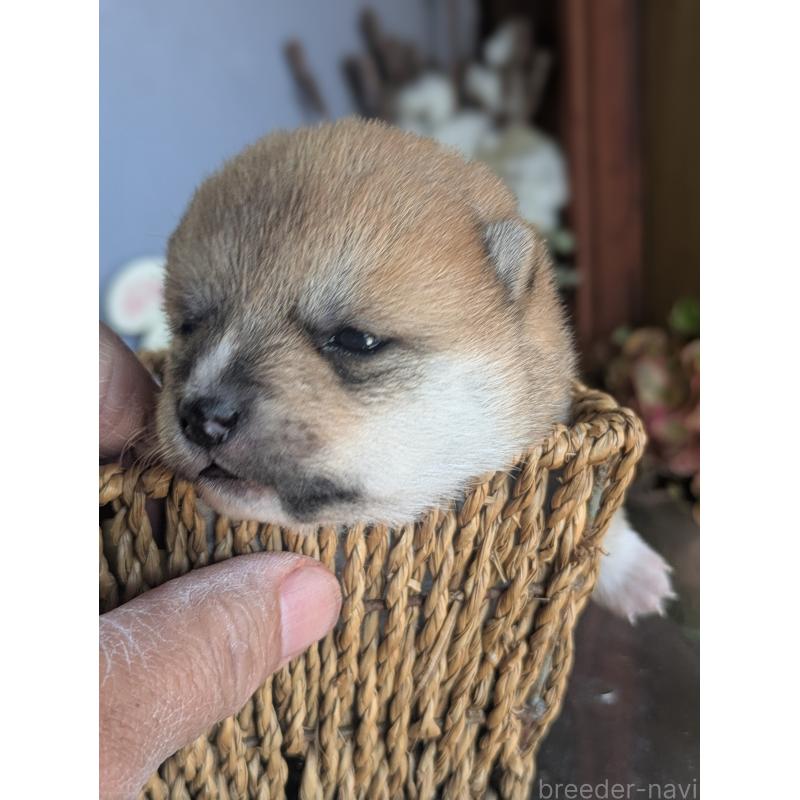 販売中の鹿児島県の豆柴-428236の6枚目