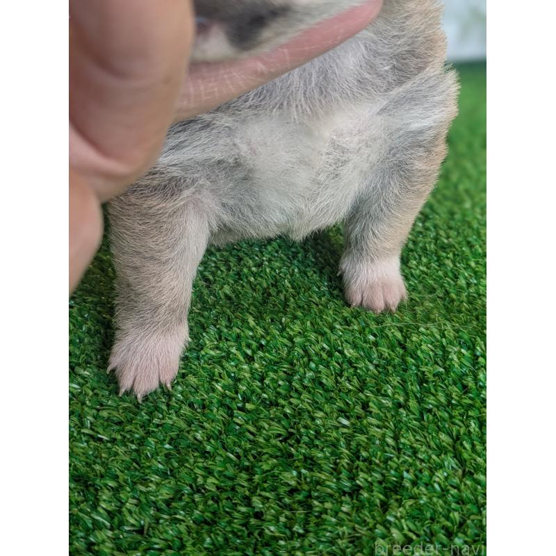 販売中の鹿児島県の豆柴-428236の5枚目