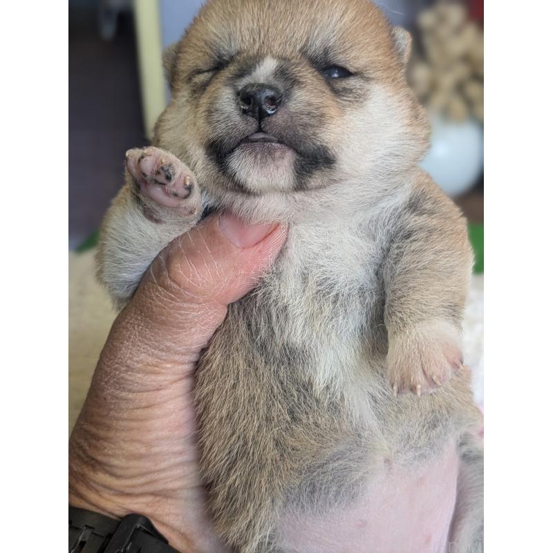 販売中の鹿児島県の豆柴-428236の3枚目