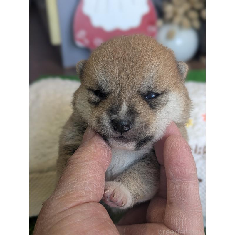 販売中の鹿児島県の豆柴-428236の2枚目