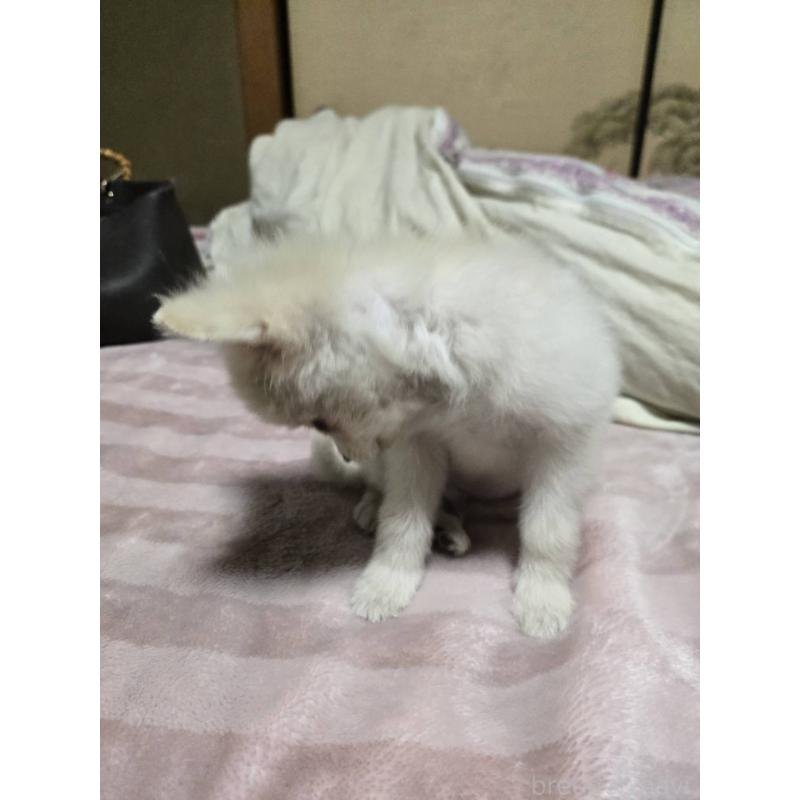 販売中の京都府のポメチワ:ポメラニアン×チワワ-428234の5枚目