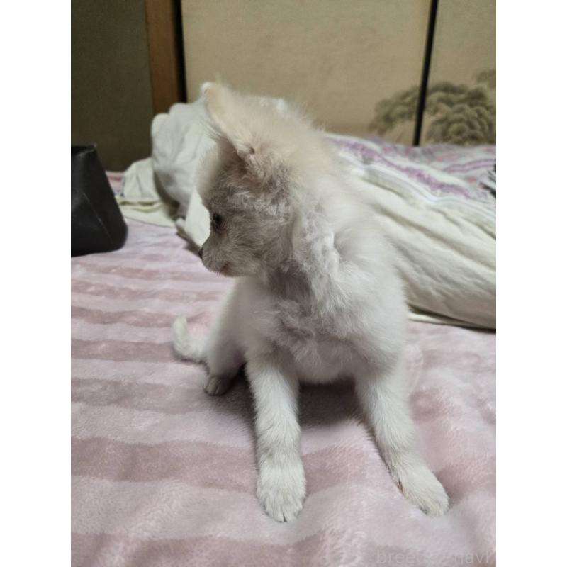 販売中の京都府のポメチワ:ポメラニアン×チワワ-428234の4枚目