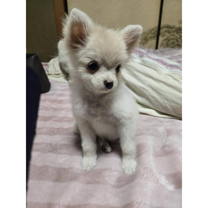 販売中の京都府のポメチワ:ポメラニアン×チワワ-428234の3枚目