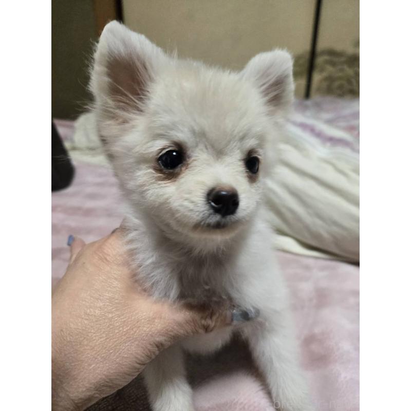 販売中の京都府のポメチワ:ポメラニアン×チワワ-428234の2枚目