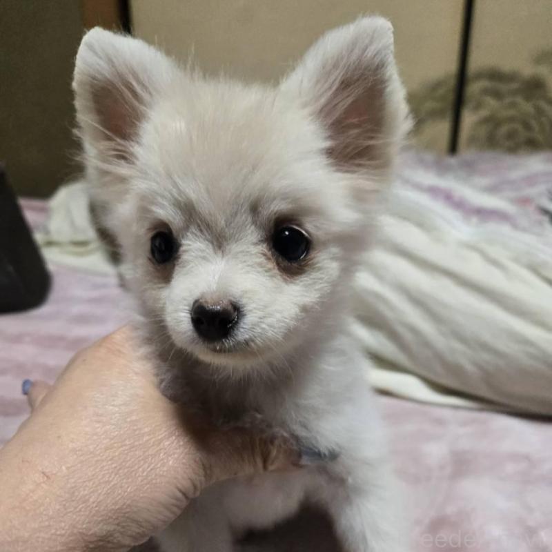 販売中の京都府のポメチワ:ポメラニアン×チワワ-428234の1枚目